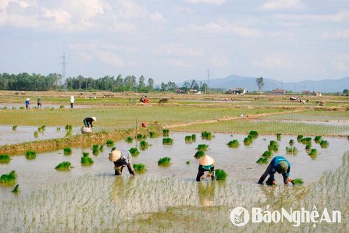 Nông dân Nghệ An khẩn trương gieo cấy lúa Hè Thu ở vùng trũng để chạy lụt