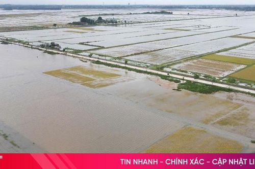 Cận cảnh hàng nghìn ha lúa xuân sắp thu hoạch ngập sâu trong nước lũ
