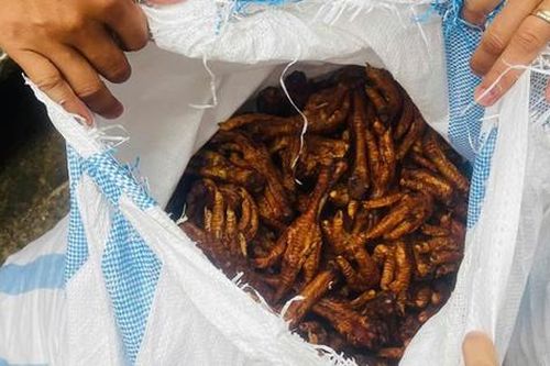 Bắt giữ 1,4 tấn chân gà bị mốc hỏng đang đưa về Hà Nội tiêu thụ
