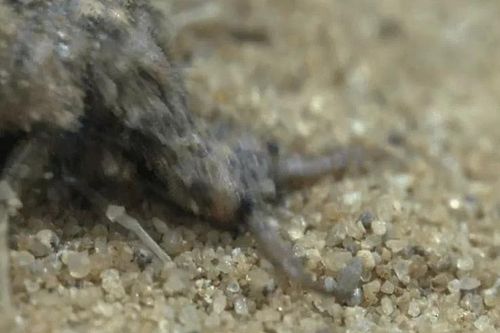 CLIP: Cuộc săn mồi chết chóc của 'sát thủ cát nóng' dưới cái nắng 70 độ C