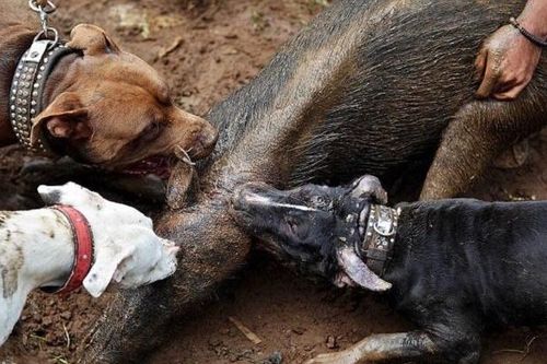 CLIP: Đàn chó pitbull tử chiến với lợn rừng giữa thiên nhiên hoang dã
