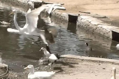 CLIP: Vịt mẹ liều mình tấn công diệc trắng để cứu con và cái kết đáng tự hào