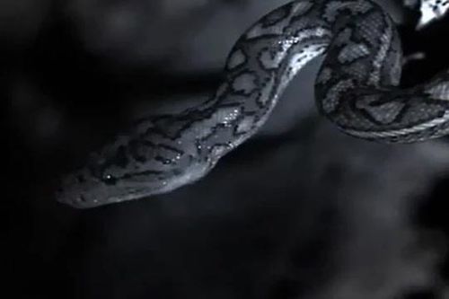 CLIP: Trăn treo mình trên vách đá vồ dơi trong bóng tối