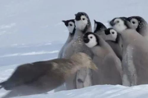 CLIP: Đàn chim cánh cụt 'xếp đội hình', đẩy lùi kẻ săn mồi xảo quyệt