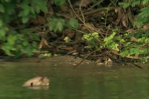 CLIP: Đi vào địa bàn của đàn rái cá khổng lồ, cá sấu caiman bị 'đánh hội đồng' và cái kết