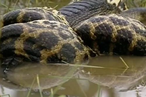 CLIP: Trăn khổng lồ siết chết cá sấu Caiman sau pha phục kích ngoạn mục
