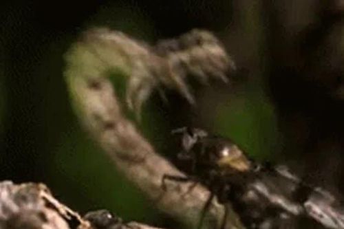 CLIP: Rợn người với màn săn mồi của loài sâu bướm ăn thịt