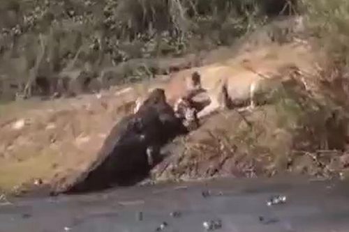CLIP: Cá sấu vừa săn được linh dương chưa kịp thưởng thức thì sư tử đã vội tới giành phần và cái kết