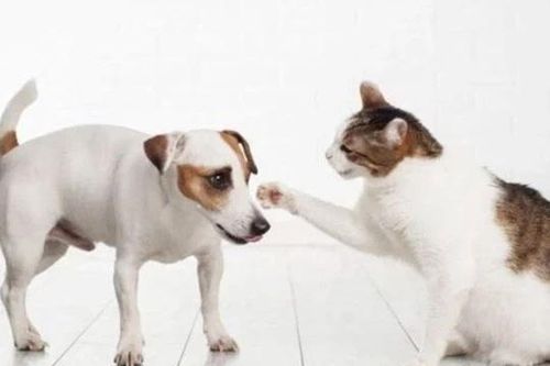 Tại sao chó và mèo thường ghét nhau?