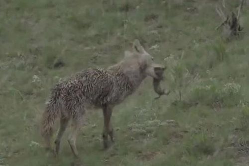 CLIP: Lửng và sói đồng cỏ 'bắt tay' hợp tác săn mồi và cái kết mĩ mãn