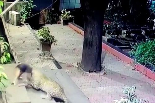 CLIP: Đang ngủ, chó nhà bị báo hoa mai cắn cổ lôi đi và cái kết khó tin