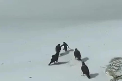CLIP: Cặp vịt 'anh hùng' lao vào trận chiến, giải cứu chim cánh cụt con khỏi nanh vuốt chim săn mồi