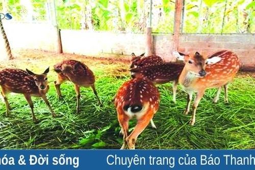 Người dân vùng cao làm giàu từ con nuôi đặc sản