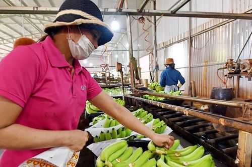 Nâng tầm sản phẩm nông nghiệp