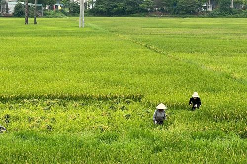 Năng suất lúa vụ Xuân năm 2025 ước đạt 61,95 tạ/ha