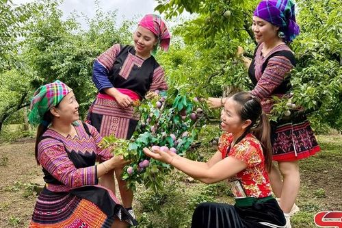 Mùa mận Phiêng Khoài
