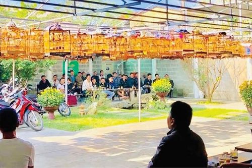Thú chơi chim cảnh và trách nhiệm môi sinh