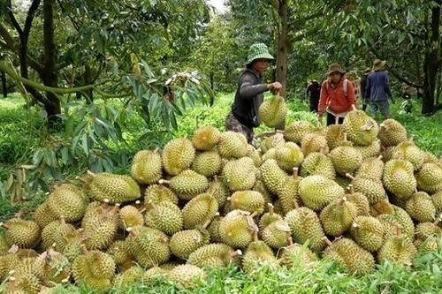 Xử lý từ gốc tồn dư thuốc bảo vệ thực vật trên nông sản