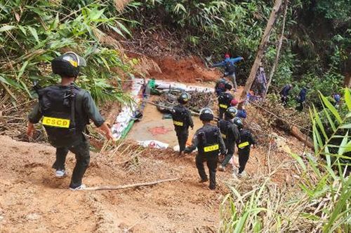Cảnh sát băng rừng, luồn hang truy quét 'vàng tặc' trong rừng phòng hộ