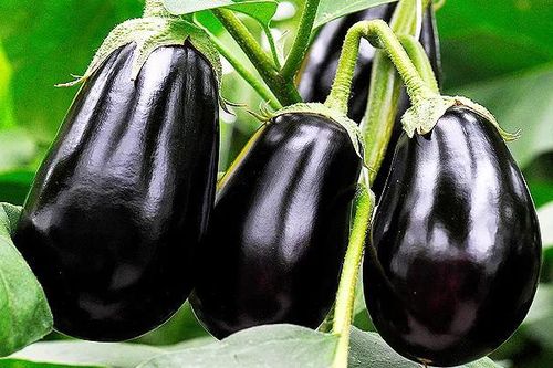 Cà tím chữa bệnh gì?