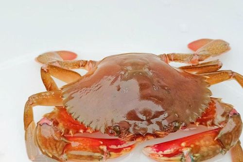 Người đàn ông ở Cà Mau bắt được cua đỏ lạ mắt