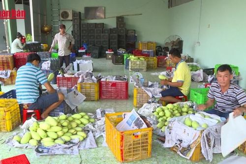 Xoài Việt Nam chiếm lĩnh thị trường Trung Quốc