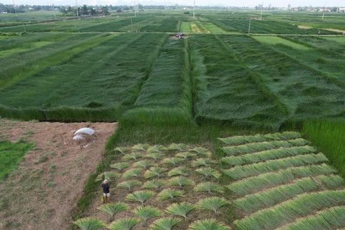 'Phơi mình' trên đồng cói