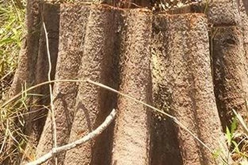 Khởi tố vụ phá rừng tại huyện Ia H'Drai
