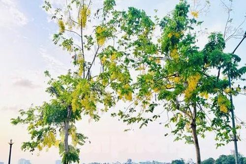 Hoa muồng hoàng yến nhuộm vàng phố phường Hà Nội