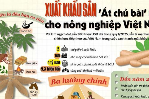 Xuất khẩu sắn - 'át chủ bài' mới cho nông nghiệp Việt Nam?