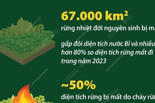 Báo động đỏ về diện tích rừng nhiệt đới bị phá hủy trên toàn cầu