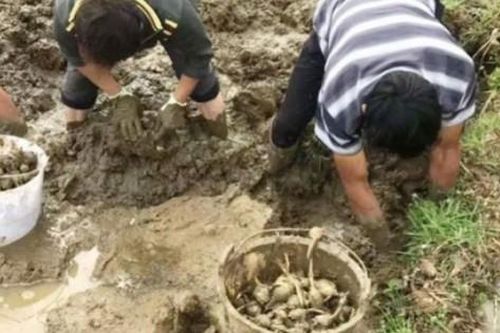 Lội bùn đào 'vàng trắng' mọc khắp Việt Nam, rửa sạch đem bán ung dung đếm tiền