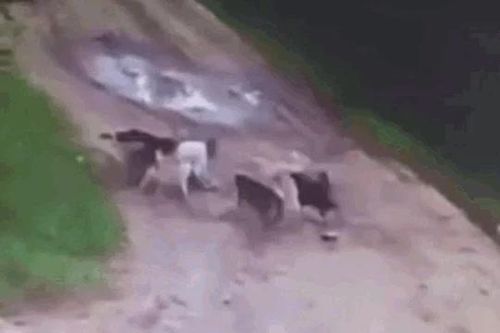 CLIP: Say rượu đi ngang đàn chó hoang mình từng nhiều lần cho ăn, người đàn ông bị tấn công đến tử vong