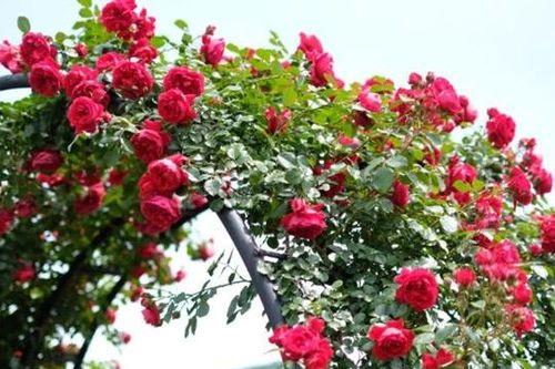 Bí quyết trồng hoa hồng tại nhà, hoa nở to, đẹp rực rỡ