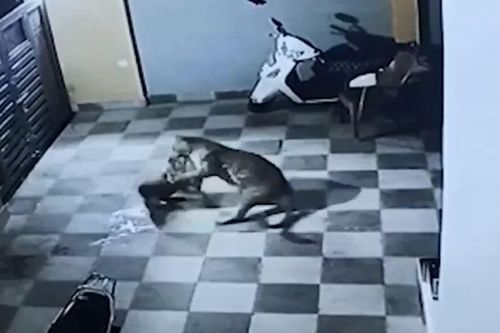 CLIP: Đang cắn xé chó nhà, báo hoa mai bất ngờ bỏ lại con mồi rồi trèo tường bỏ chạy đầy khó hiểu