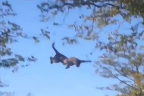 CLIP: Báo đói liều mình săn sóc, nhận cái kết đau đớn