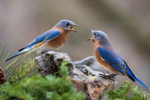 Nghiên cứu đột phá: Động vật cũng có thể hình thành tình bạn lâu dài như con người