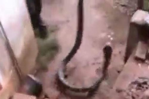 CLIP: Kinh hãi trước khoảnh khắc người đàn ông dùng tay không bắt sống rắn hổ mang chúa dài hơn 3 mét
