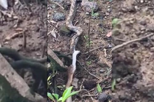 CLIP: Rắn hổ mang chúa nuốt chửng trăn gấm khổng lồ