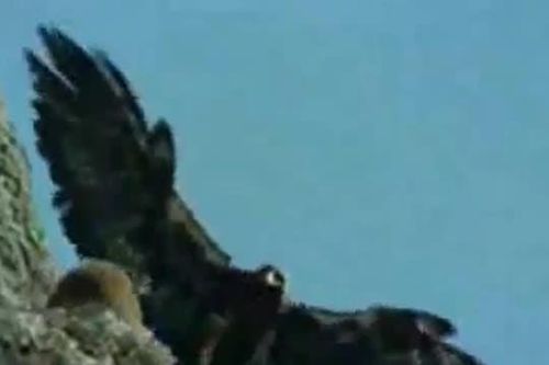 CLIP: Rợn người cảnh đại bàng hạ sát dê núi bằng cú rơi từ vách đá hàng chục mét