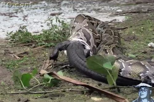 CLIP: Chạm trán trăn khổng lồ, cá sấu caiman bị kẻ thù nuốt chửng