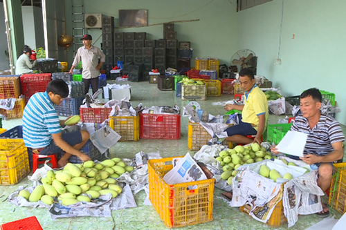 Xoài Việt Nam chiếm lĩnh thị trường Trung Quốc