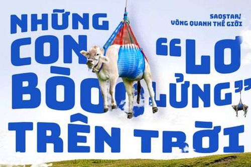 Những con bò 'lơ lửng' trên trời gây sốt mạng xã hội