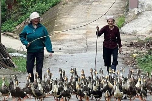Phú Thọ: Hỗ trợ trên 3.000 phụ nữ vươn lên phát triển kinh tế