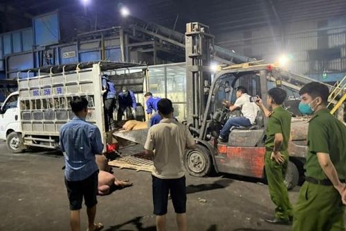 Vĩnh Phúc xử lý hơn 1 tấn thịt lợn không đảm bảo an toàn thực phẩm