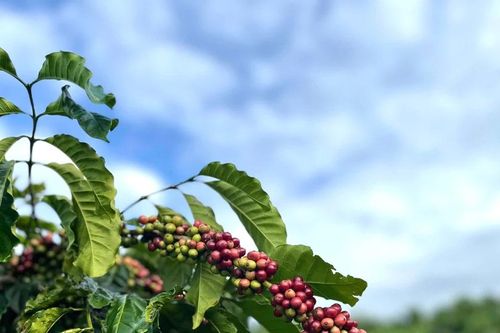 Thanh tra toàn diện việc cổ phần hóa của Công ty TNHH một thành viên Cà phê Gia Lai