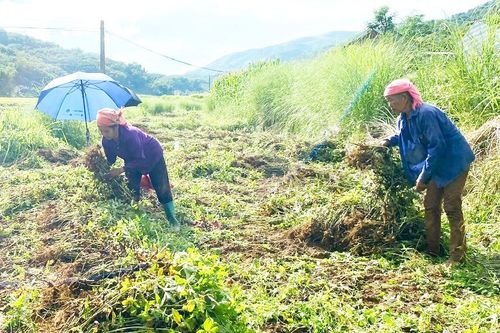 Khổng Lào hình thành vùng trồng lạc