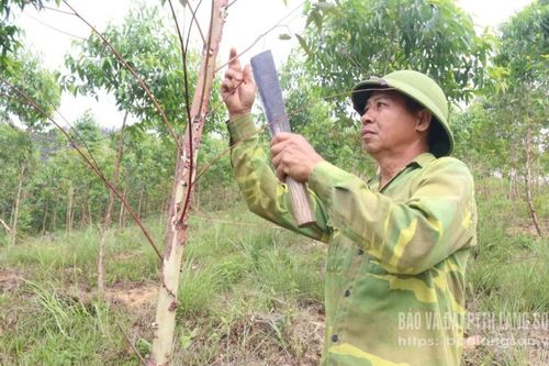 Mầm xanh từ lòng dân