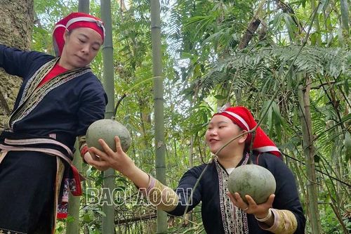 Theo chân đồng bào Dao đỏ lên rừng tìm lá thuốc