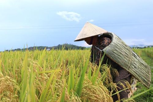 Yên Lạc 'giữ lửa' nghề chằm áo tơi truyền thống